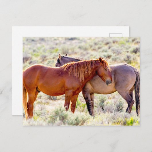 野生の馬 ポストカード (正面/裏面)