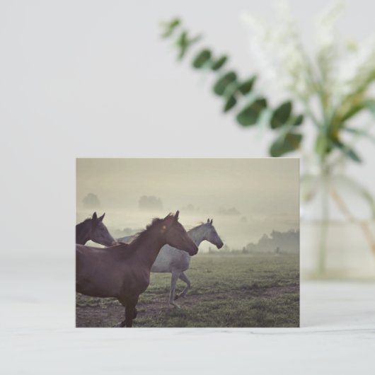 野生の馬 ポストカード (スタンド正面)