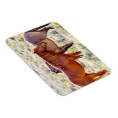 野生の馬 マグネット (右側)