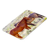 野生の馬 マグネット (左側)