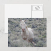 野生の馬、野生動物、葉書 ポストカード (正面/裏面)