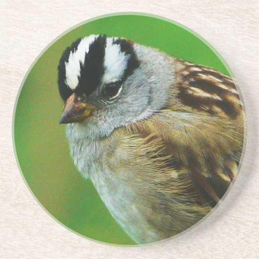 野生の鳥-白によって戴冠させるウタスズメ コースター (正面)