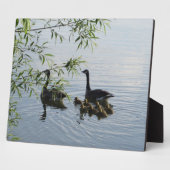 野生の鵞歯垢 フォトプラーク (側面)