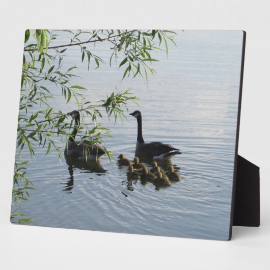 野生の鵞歯垢 フォトプラーク (側面)