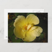 野生の黄色いバラ ポストカード (正面/裏面)