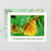 野生の黄色いベリーの卒業発表 案内ポストカード (正面/裏面)