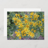 野生の黄色い花の写真 ポストカード (正面/裏面)