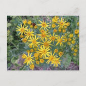 野生の黄色い花の写真 ポストカード (正面)