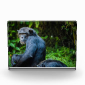 野生の黒いチンパンジー フォトブロック (正面)