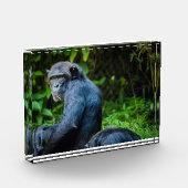 野生の黒いチンパンジー フォトブロック (左)