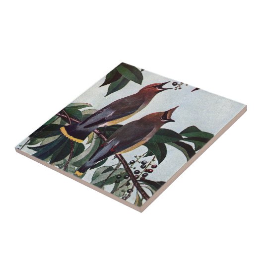 野生の黒い桜のヒメレンジャク タイル (側面)