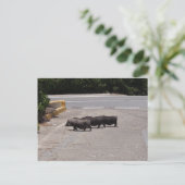 野生の黒豚 ポストカード (スタンド正面)