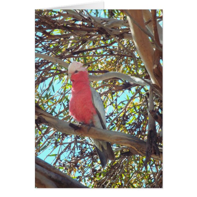 野生のgallah (正面)