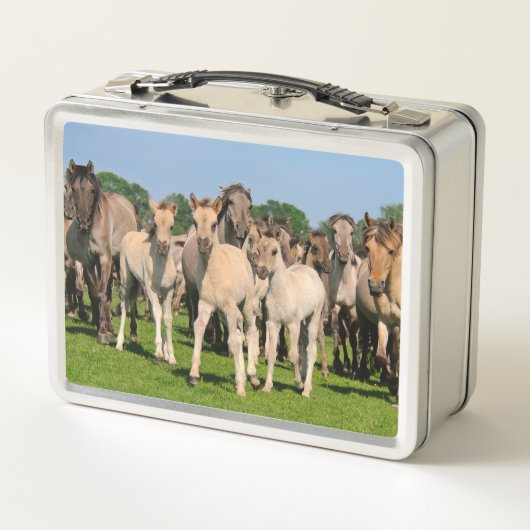 野生のHerd Grullo色のDulmen馬のフォール写真 メタルランチボックス (裏面)