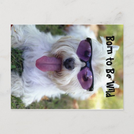 野生まれ葉書 ポストカード (正面)