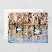 野生アヒル ポストカード (正面/裏面)