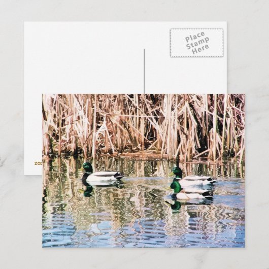 野生アヒル ポストカード (正面/裏面)