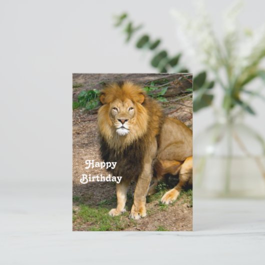 野生アフリカライオン座り写真誕生日 ポストカード (スタンド正面)