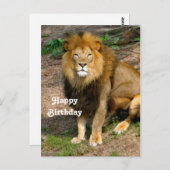 野生アフリカライオン座り写真誕生日 ポストカード (正面/裏面)