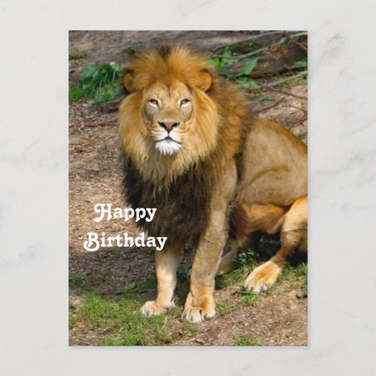 野生アフリカライオン座り写真 誕生日 ポストカード (正面)