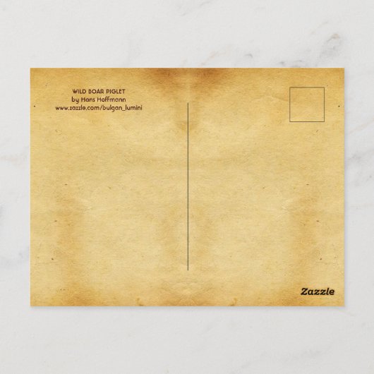 野生イノシシ豚アンティーク動物スケッチ羊皮紙 ポストカード (裏面)