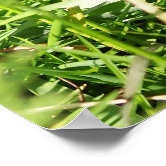 野生ウズラ ポスター (角)