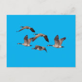 野生ガチョウの群れ ポストカード (正面)
