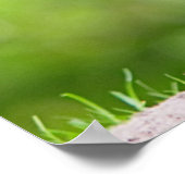 野生キジ ポスター (角)