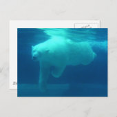 野生クマ ポストカード (正面/裏面)