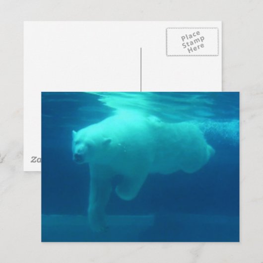 野生クマ ポストカード (正面/裏面)