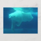 野生クマ ポストカード (正面)