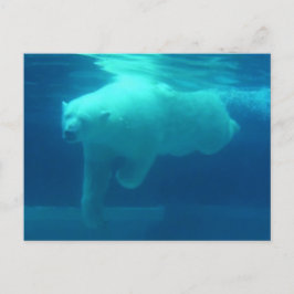 野生クマ ポストカード