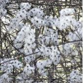 野生クレマチス 缶バッジ