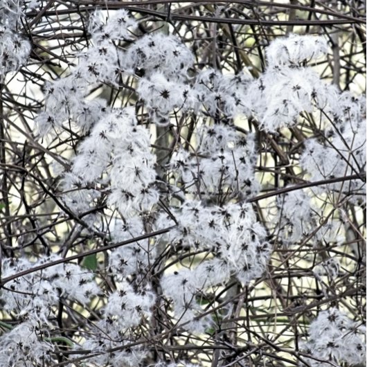 野生クレマチス 缶バッジ