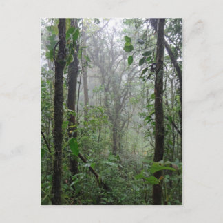 野生コスタリカ ポストカード