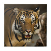 野生シベリアのタイガーの水絵画色の効果 タイル (正面)