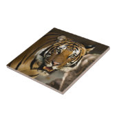 野生シベリアのタイガーの水絵画色の効果 タイル (側面)