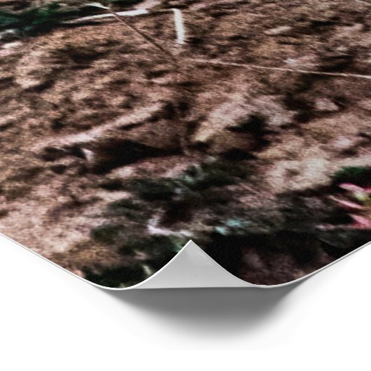 野生ヒョウ歩く ポスター (角)