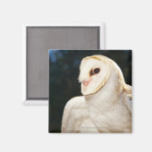 野生フクロウのクローズアップ マグネット (正面/裏面)