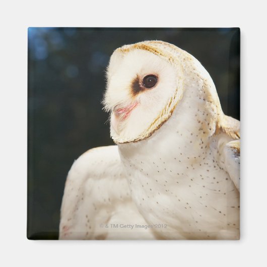 野生フクロウのクローズアップ マグネット (正面)