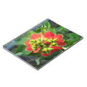 野生ポインセチア ノートブック (左側)