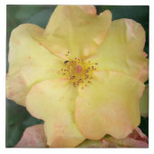 野生上がりました タイル (正面)