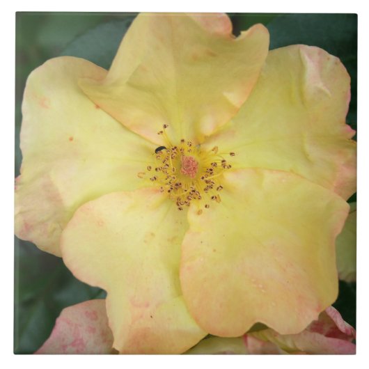 野生上がりました タイル (正面)