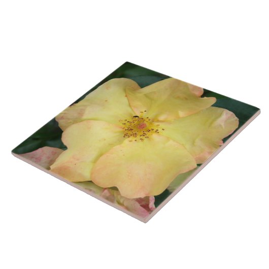 野生上がりました タイル (側面)