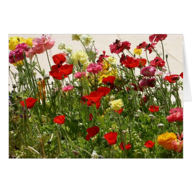 野生分野 (正面横)