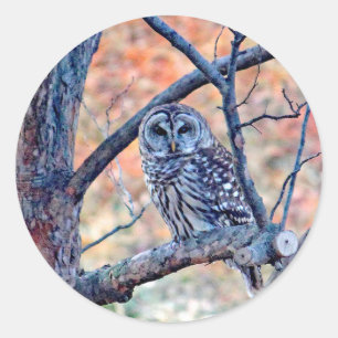 野生動物がバーレッド・フクロウの木の写真 ラウンドシール