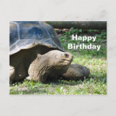 野生動物のカメの写真誕生日 ポストカード (正面)