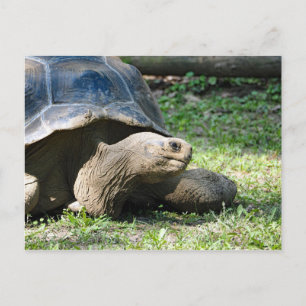 野生動物のカメの写真 ポストカード