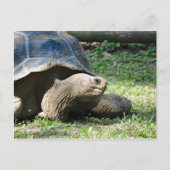 野生動物のカメの写真 ポストカード (正面)