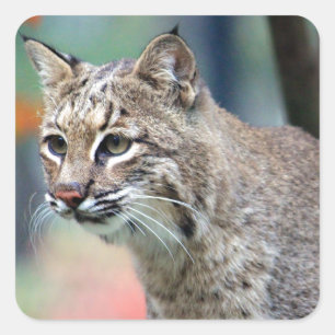 野生動物のボブキャット写真 スクエアシール
